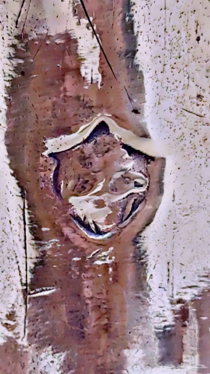 دله عمل ابراهيم الختم الكبير 36 كامل 10