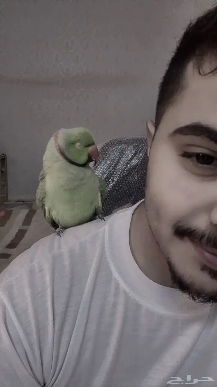 بغبغاء دره أليف 2