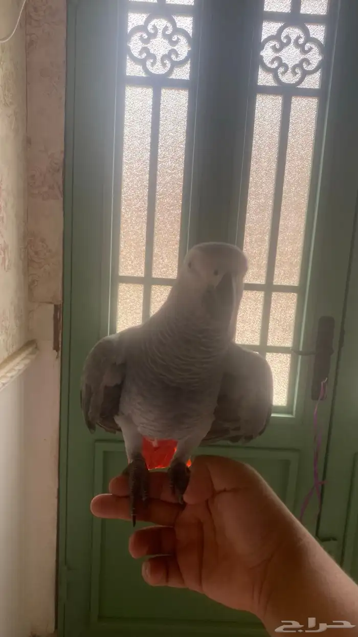 ببغاء كاسكو متكلم 1