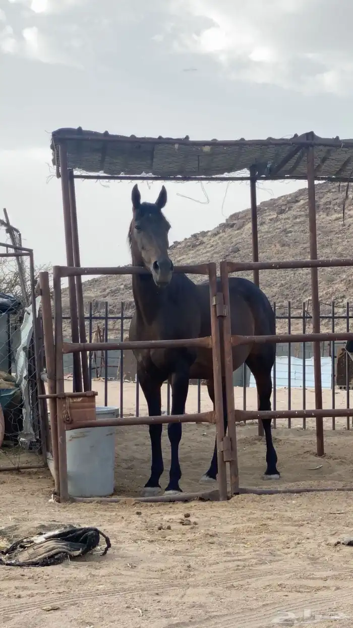 سلام عليكم عندكم فرس للبيع عمرها ثمانية أشهر الفرس سليمة 0