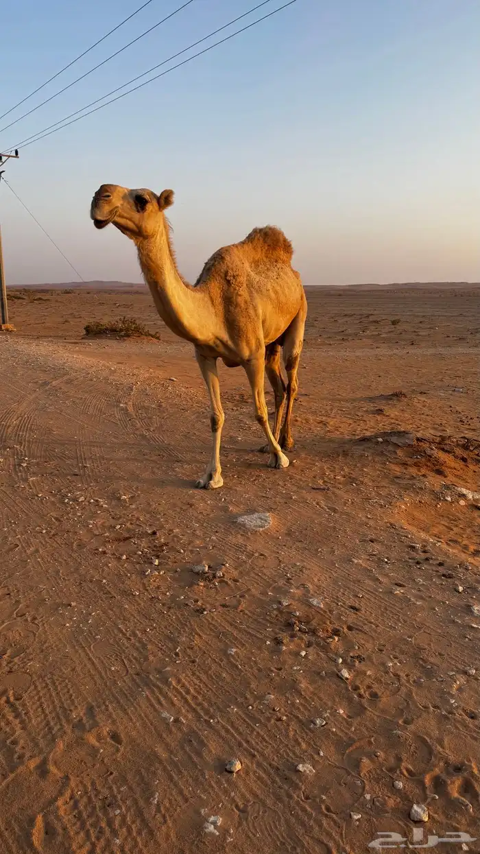 ناقه للبيع 0