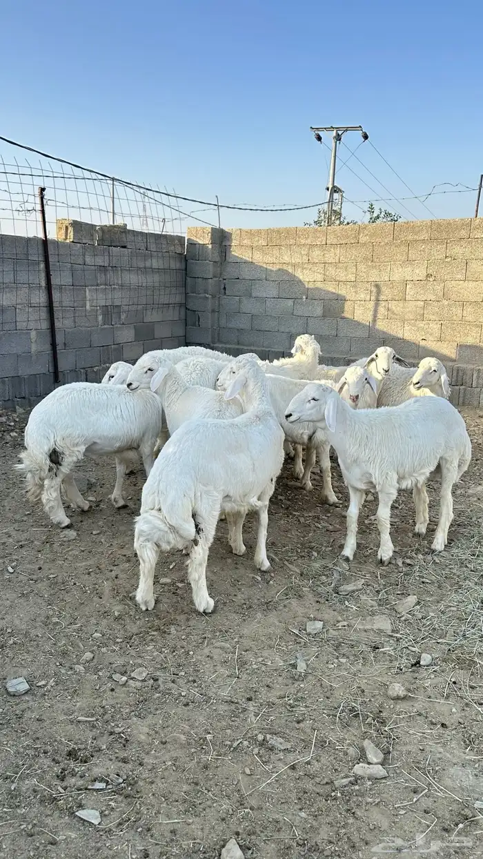 طليان جبره 5