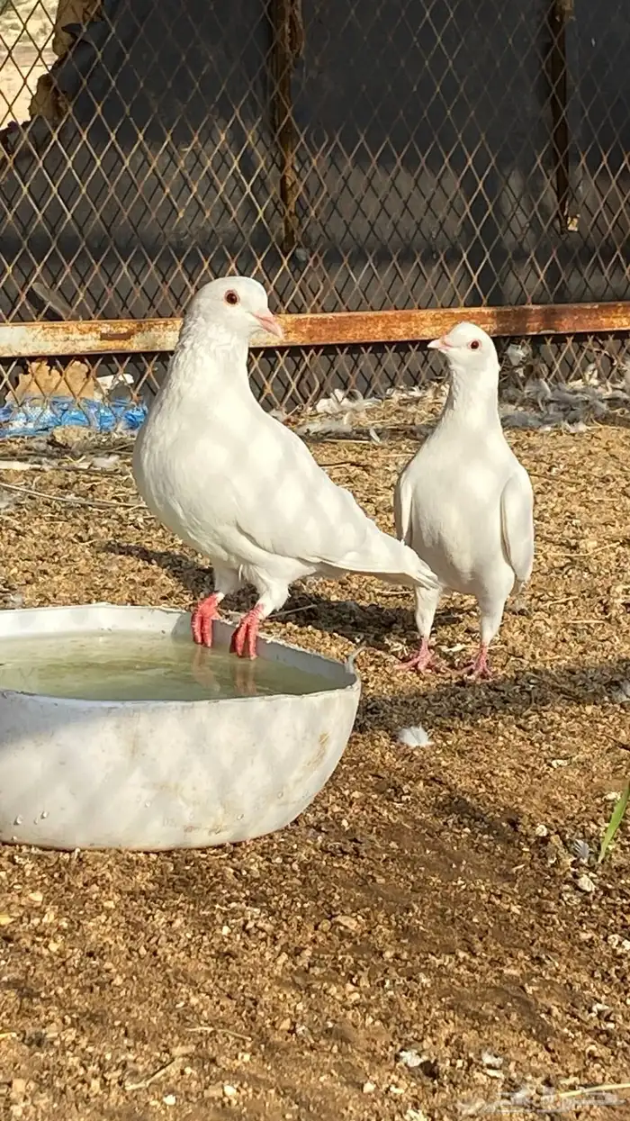 حمام فرنسي 3