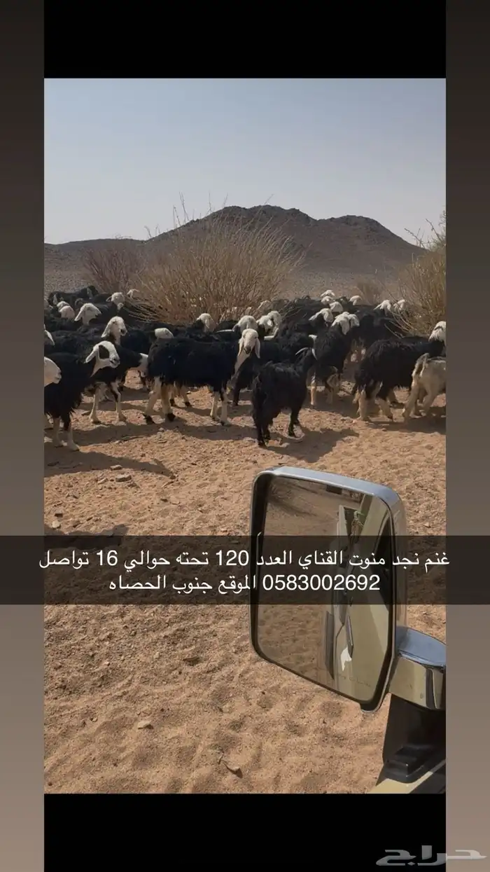 غنم نجد 0