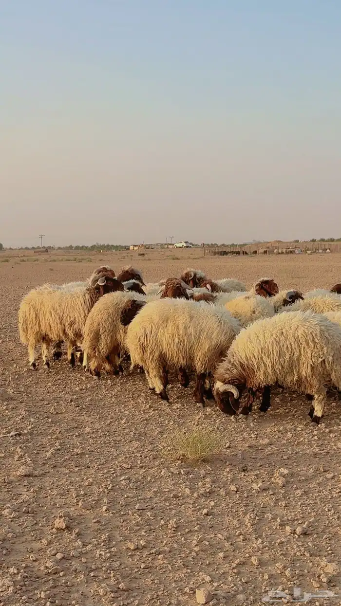 ذبائح تابي وتمارا ويوجد صلخ وتوصيل ( بريدة) 0