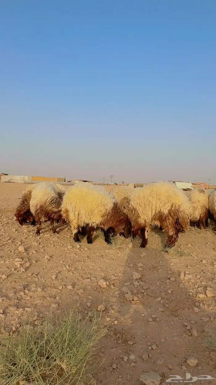 جذعات نعيم 9