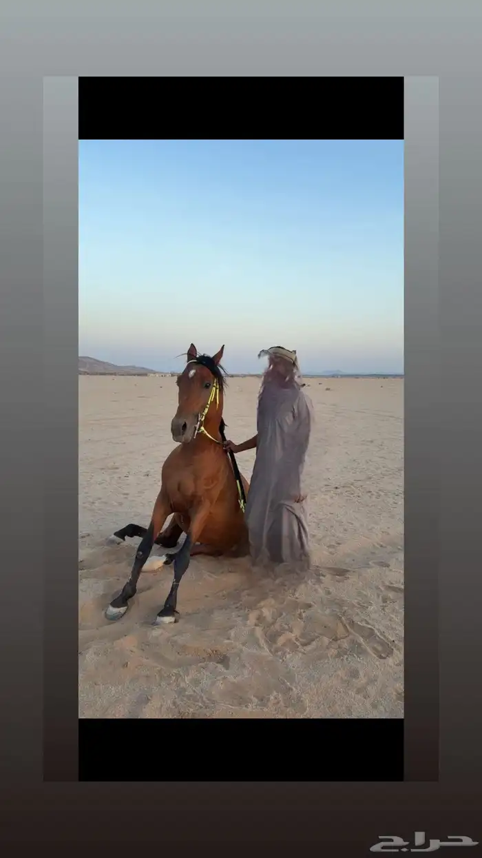حصان معسوف و على اصوت 1