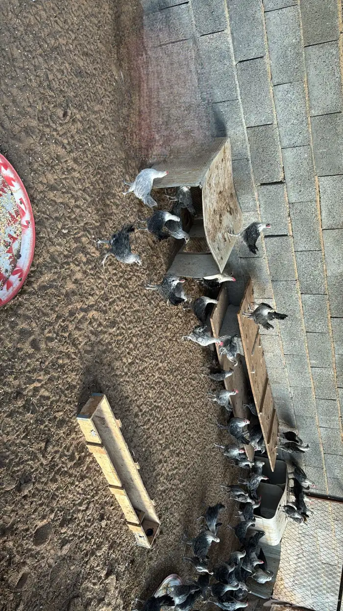 للبيع دجاج فيومي 2