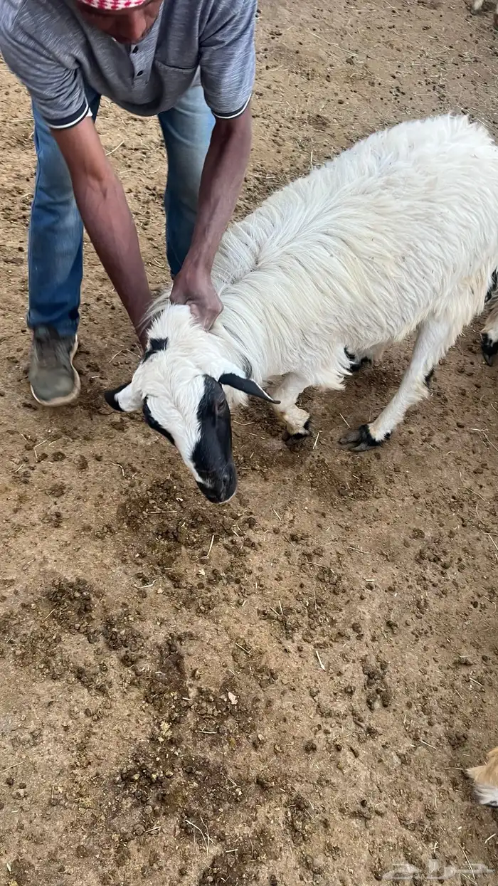 فحل للبيع 1