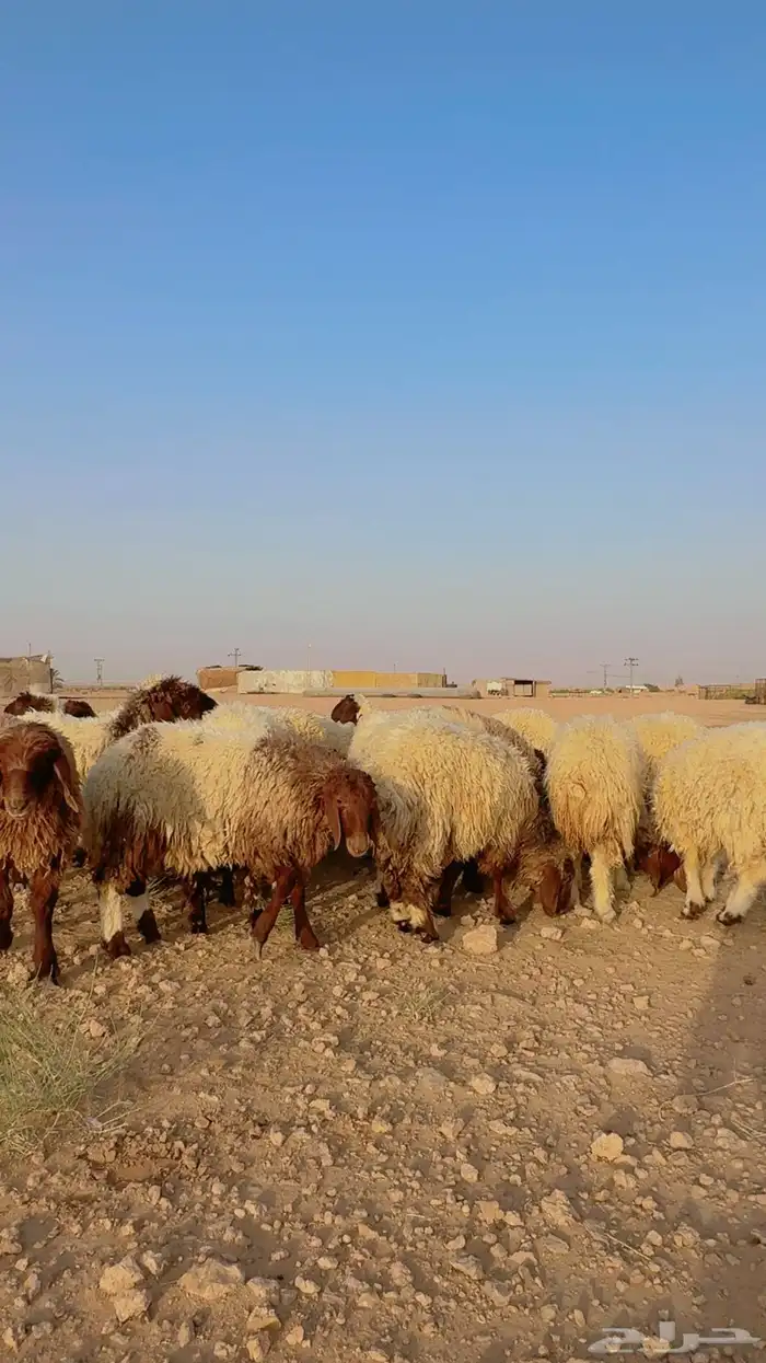 جذعات نعيم 8