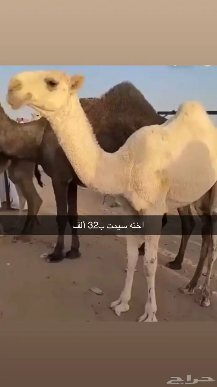 قعود جذع عوني 2