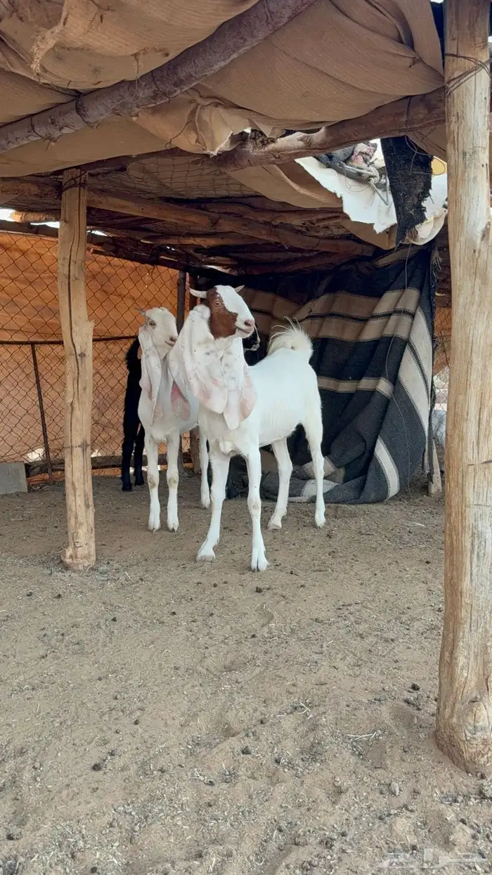 جفار صنف 2