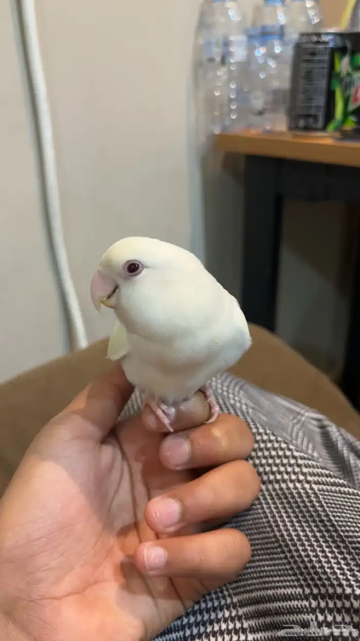 روز أليف 5