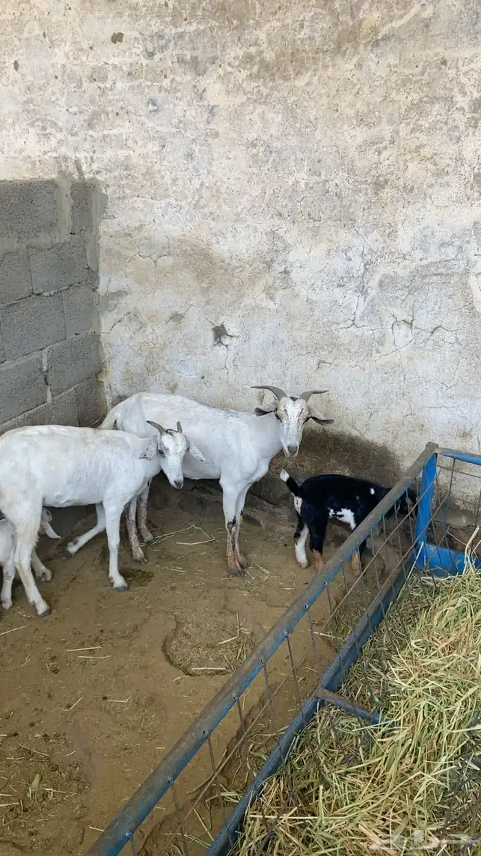ماعزا بيشيات ربعايات تحتها 3 عنقان 0