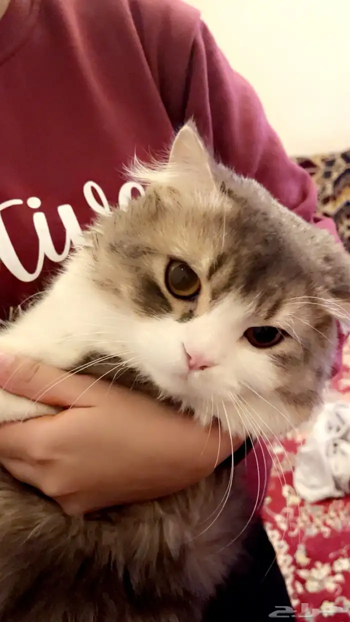 قطو قط 0