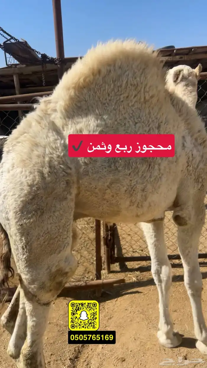 حوار عمره 5 شهور شراكه بالربع والثمن 0