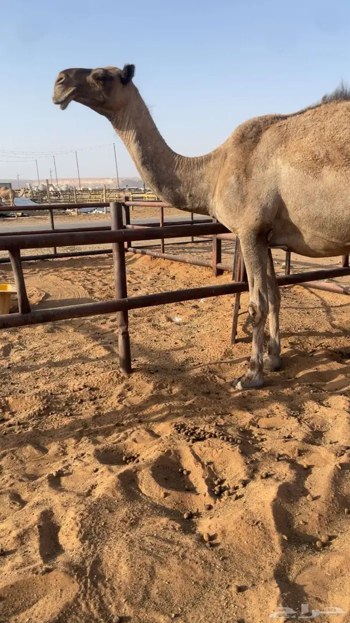 ناقه صفرا للبيع او البدل 3