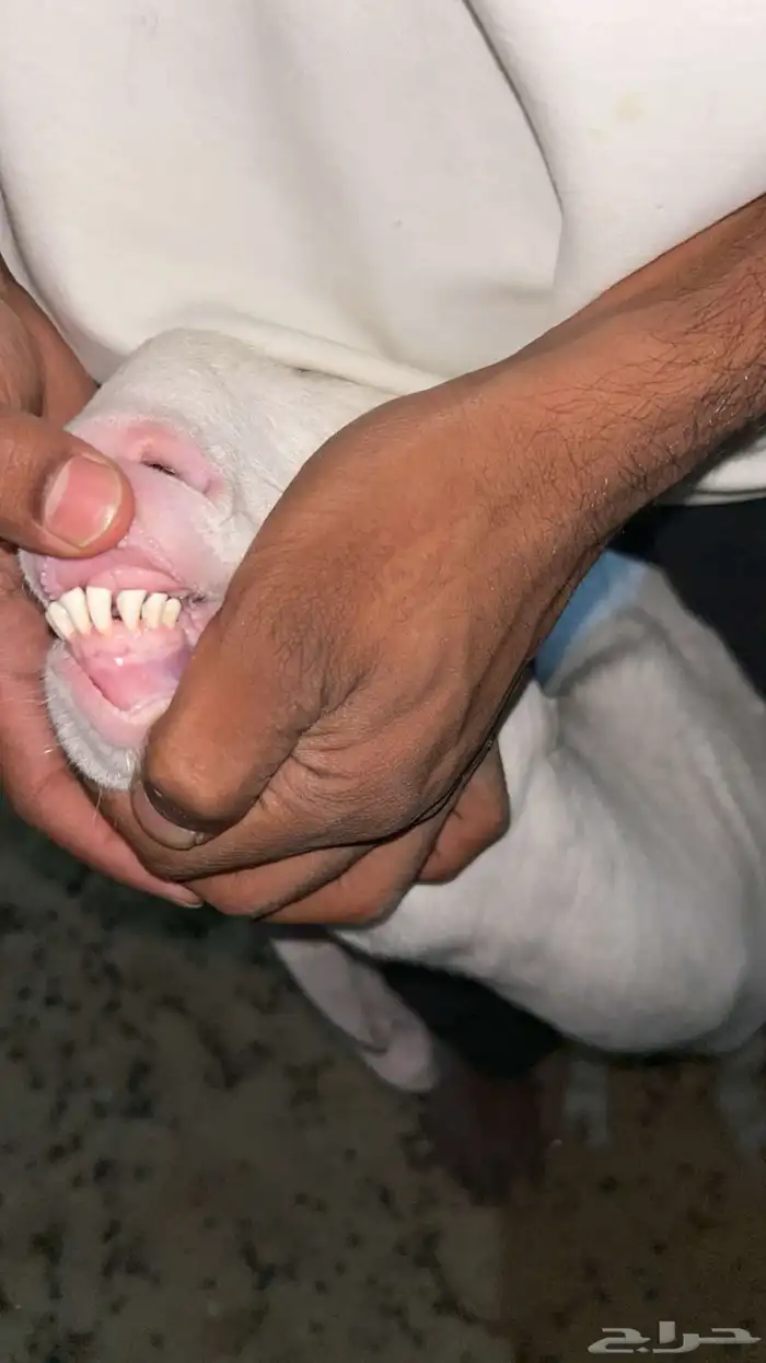 عنز هولنديه جرم طيب 2