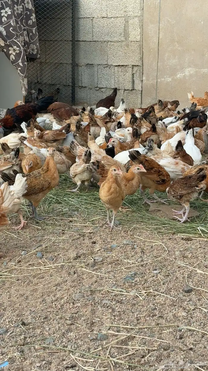 فروخ دجاج 8