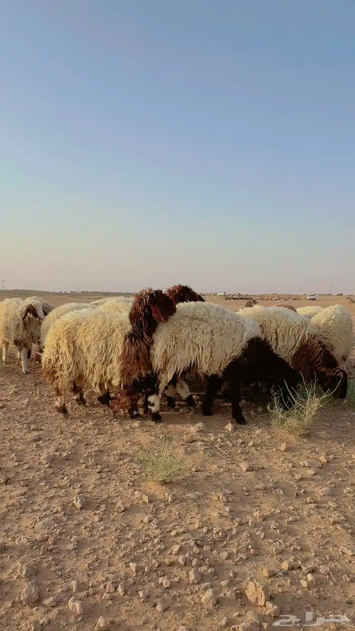 جذعات نعيم 5