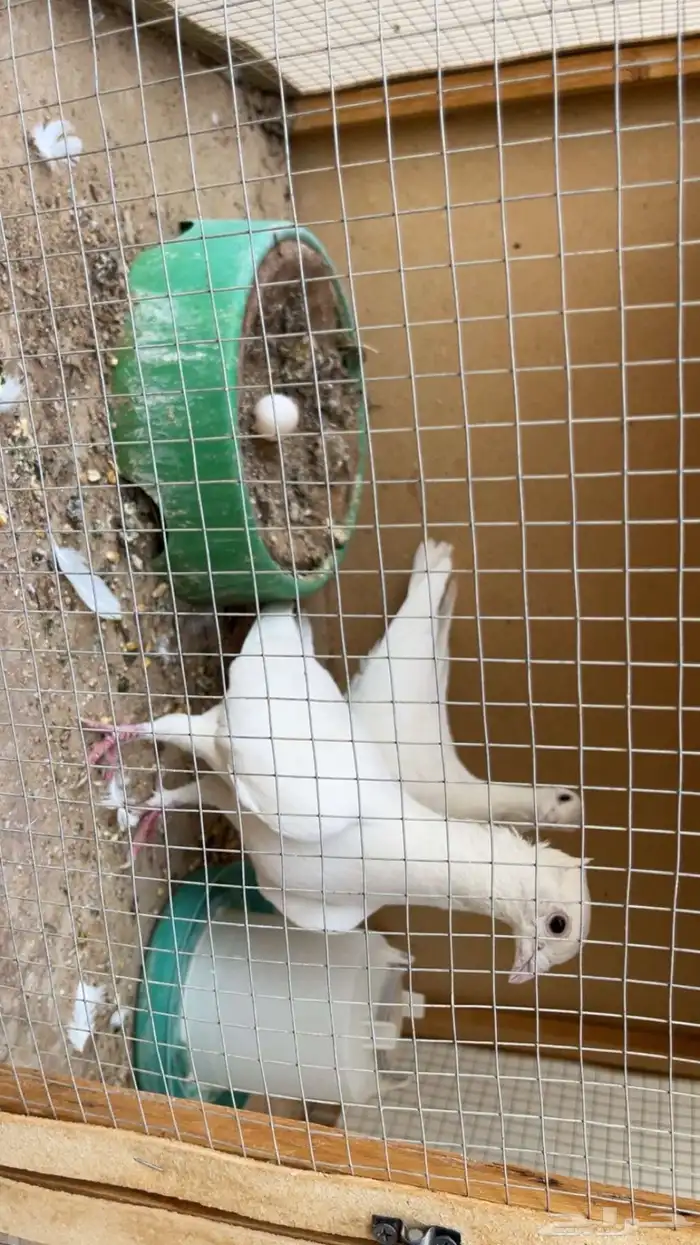 زاجل ابيض مقنبر تم البيع 2