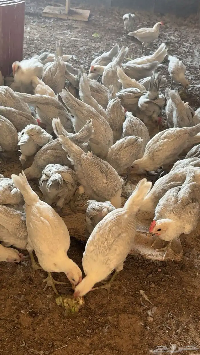 صوص دجاج فيومي 0