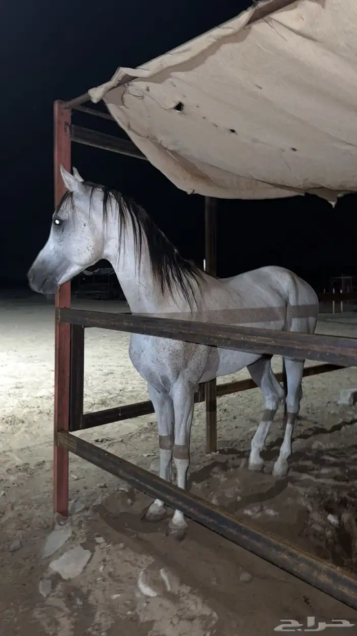 حصان شعبي شيخ وسبوق 2