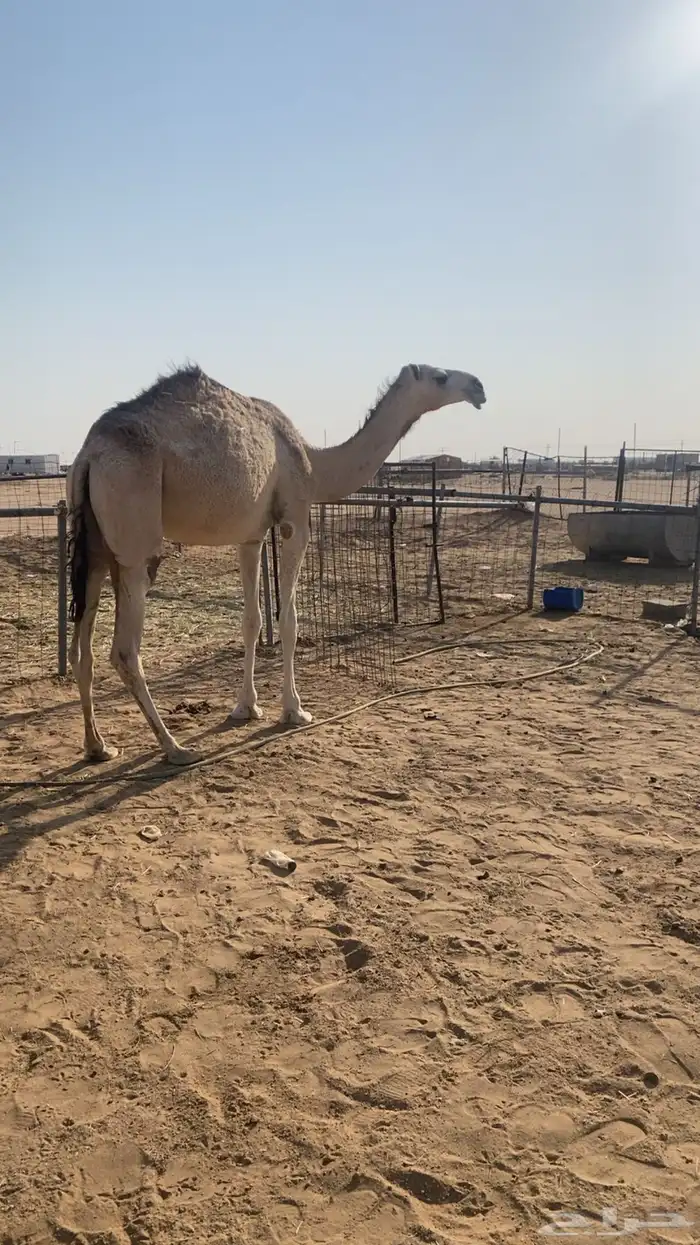 بكره لقيه شقحاء كفو على بعير الثقفي 0