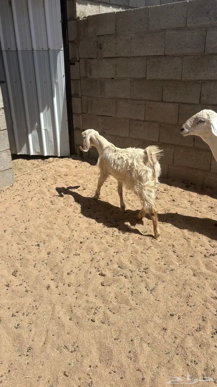 تيوس فل ش م 2