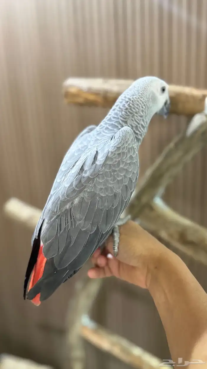 للبيع فرخ كاسكو اليف 6
