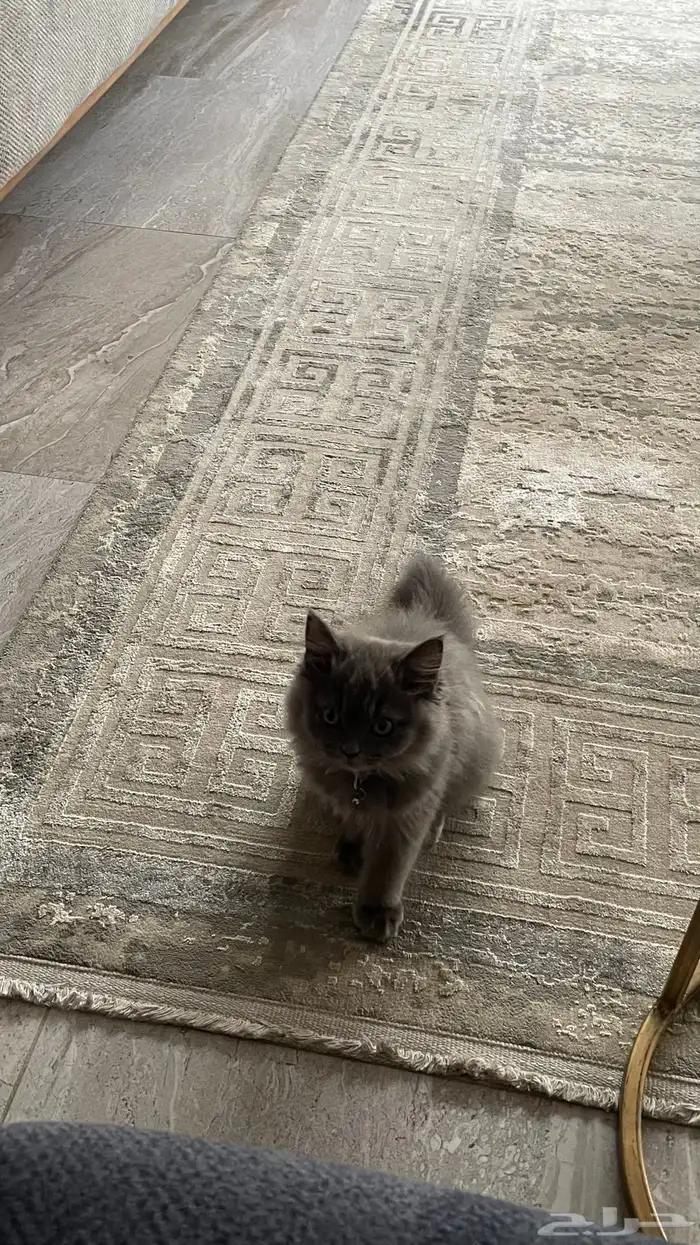 قط شيرازي 3