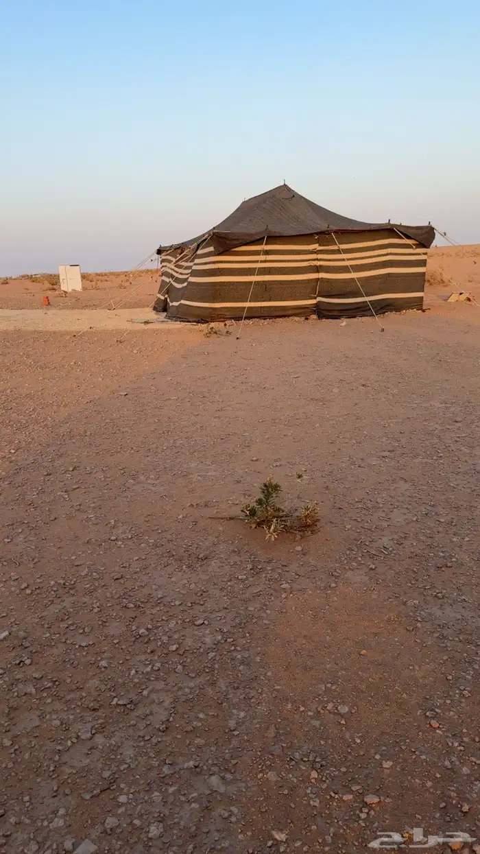 مخيم اللبيع بيت شعر وخيام ومطاره 0