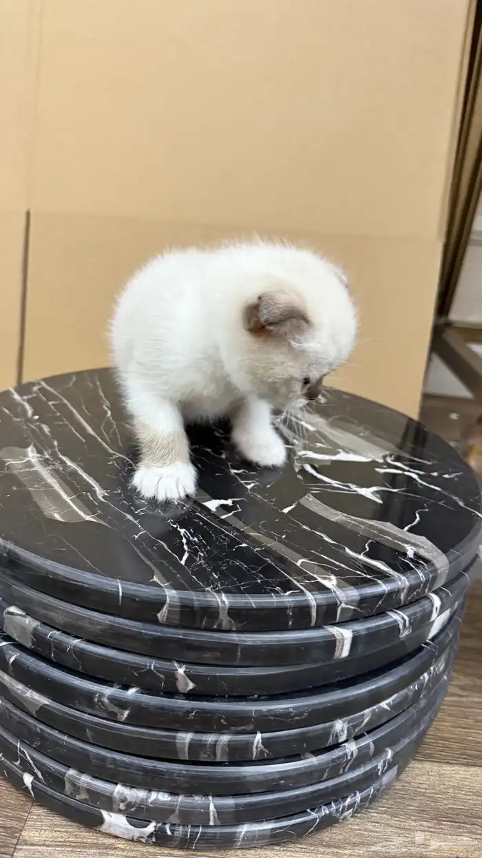 قطط كيتن للبيع 2