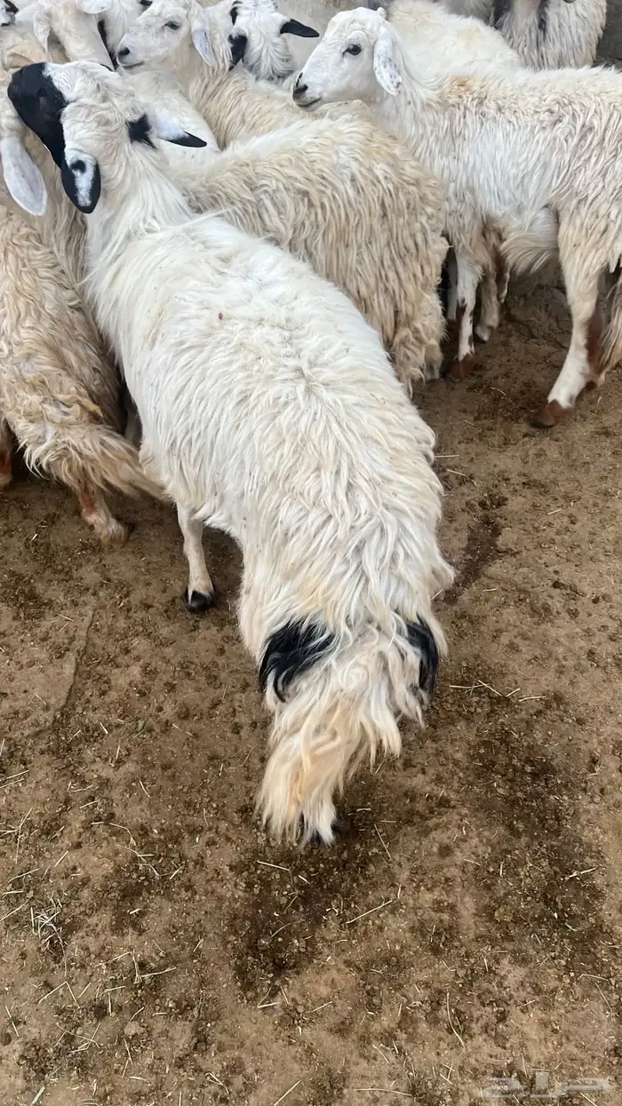 فحل للبيع 4