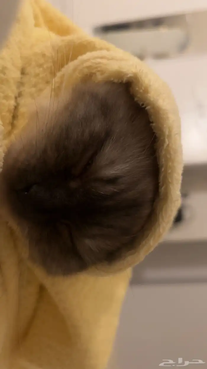 قطة للتبني 3