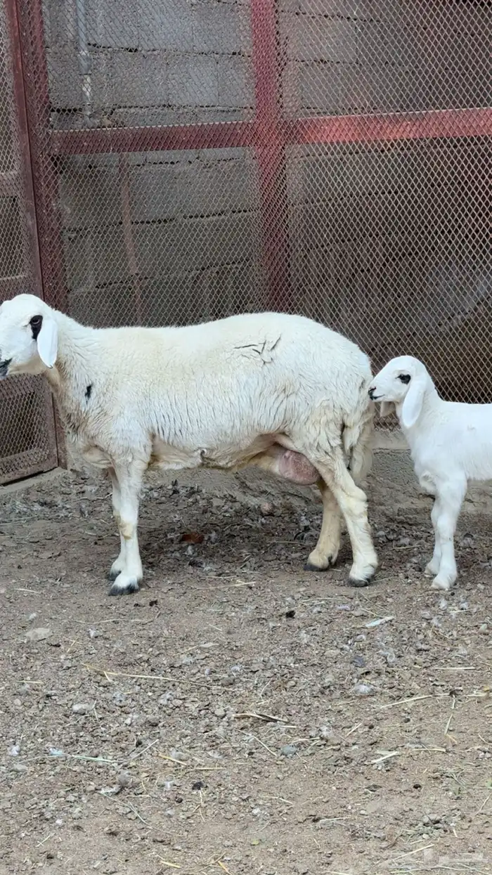 شاه حريه تحتها طلي 0