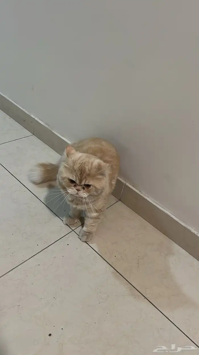قطة للبيع 0