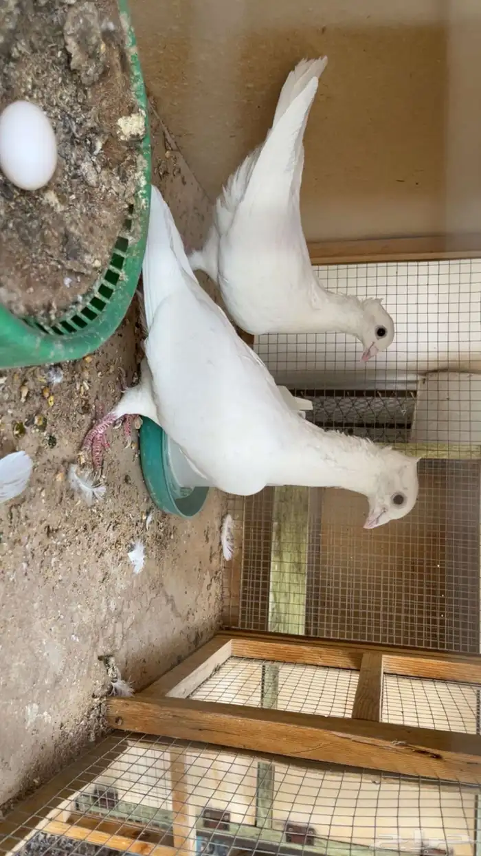 زاجل ابيض مقنبر تم البيع 1