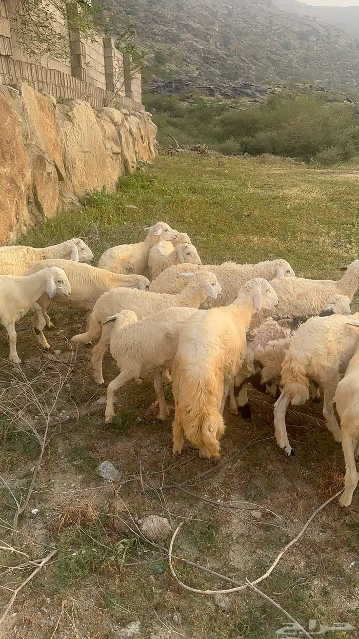 خرفان الموقع بارق   ثلوث المنطر 3