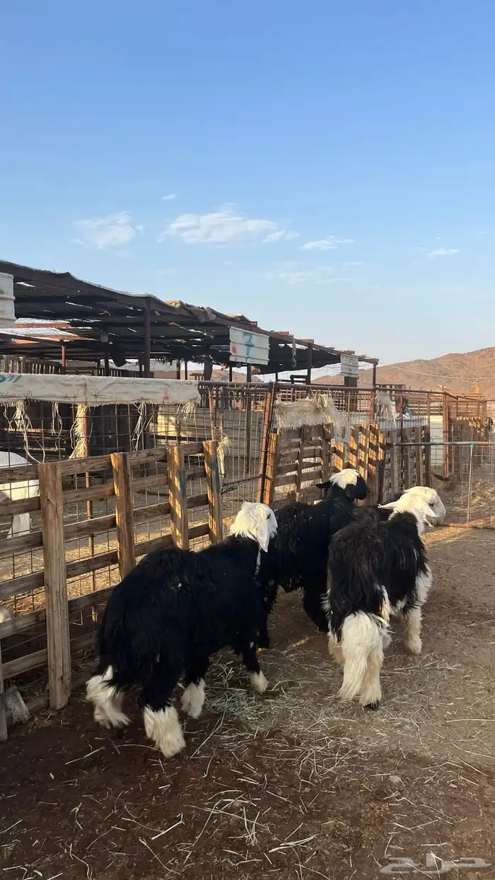 طليان نجد ذبايح فاخر من الاخر 8
