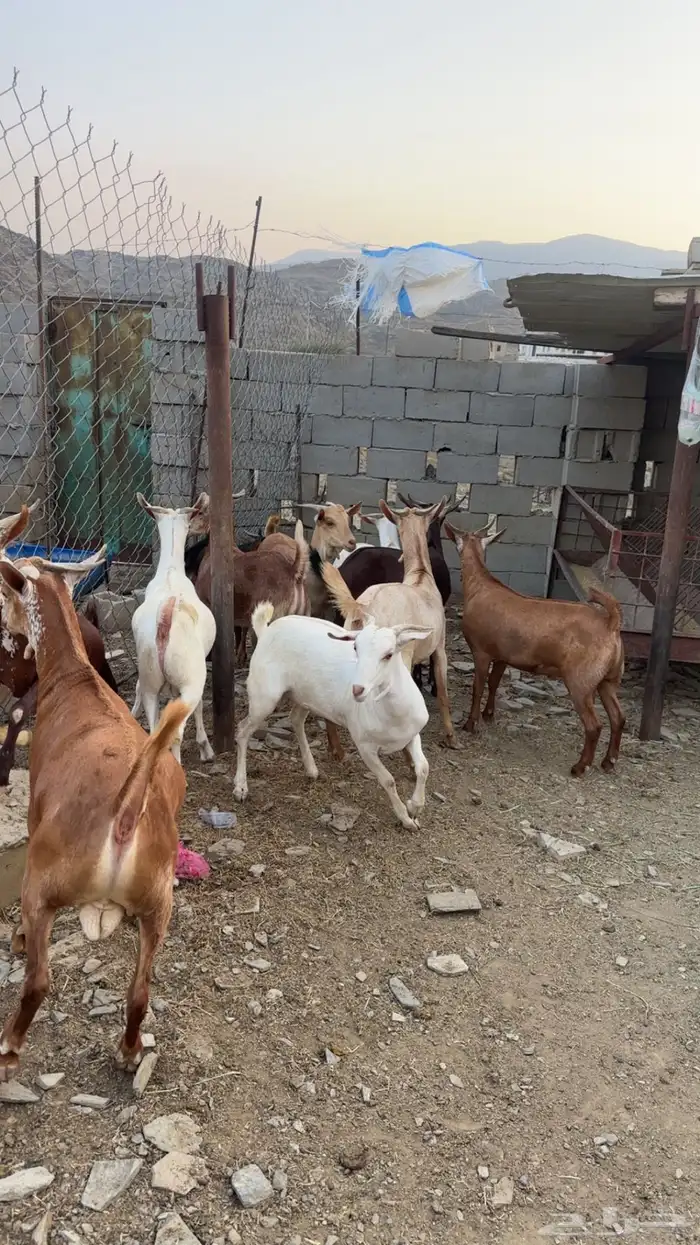 تيوس 1