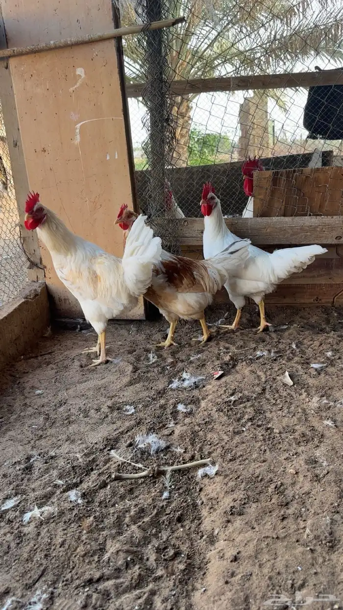 ديوك لوهمان للبيع 2