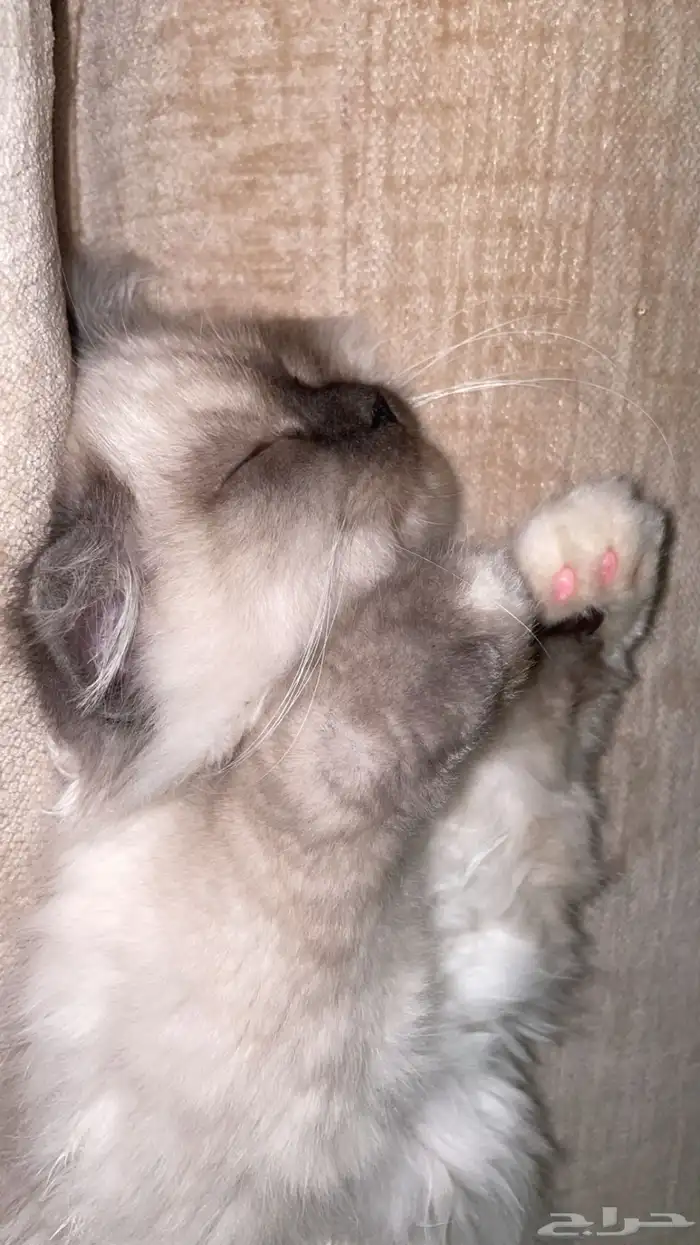 قطه تبني 0