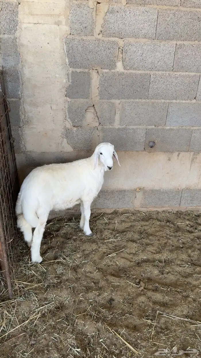 طلي حري كفو مقفل صبه 4