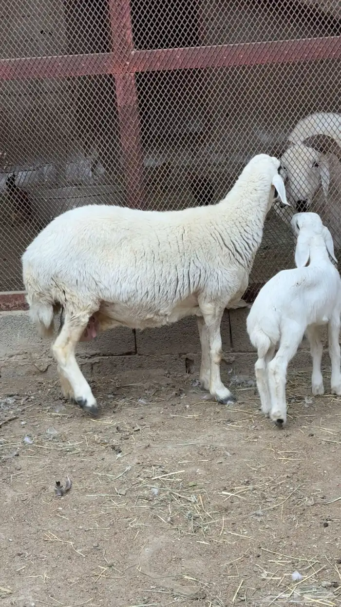 شاه حريه تحتها طلي 3