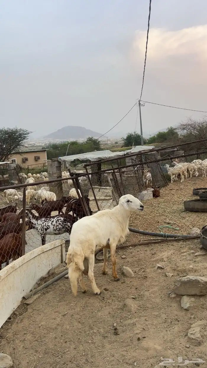 خروف فحل شرط 0