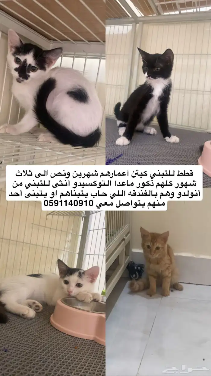 قطط تبتي 0