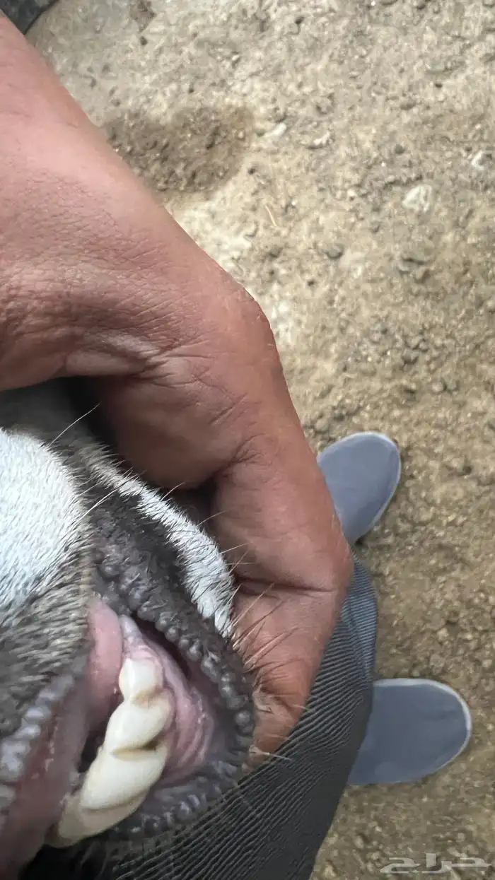 شاة مقنى معها ذكر وأنثى 4