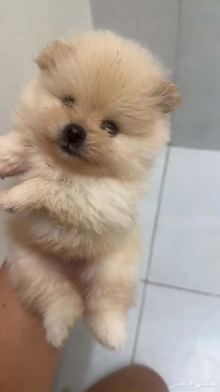 كلاب بومرينيان سوبر ميني 3