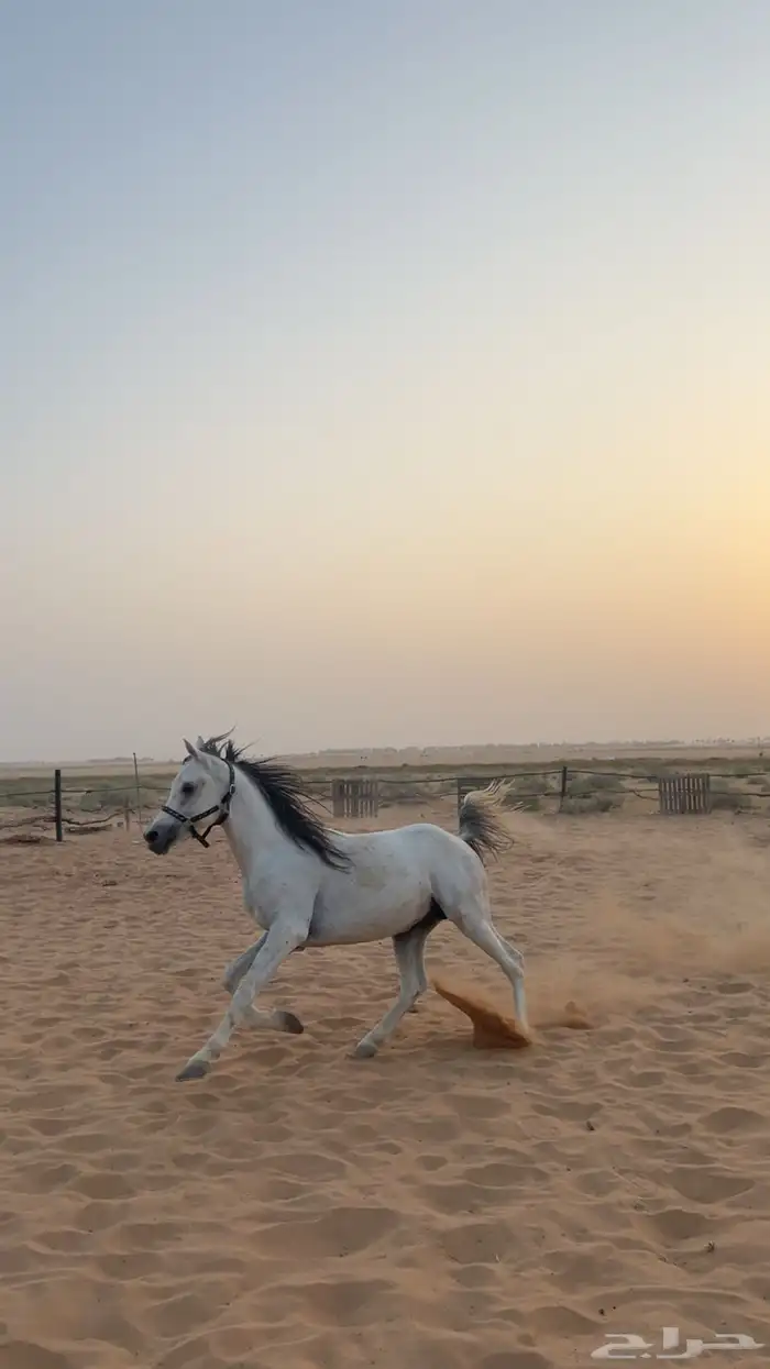 حصان واهو شيخ 4